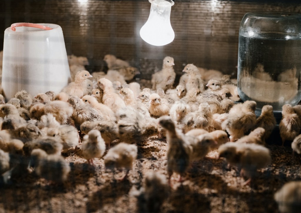 Switzerland Could Be the First Country to Ban Factory&nbsp;Farming