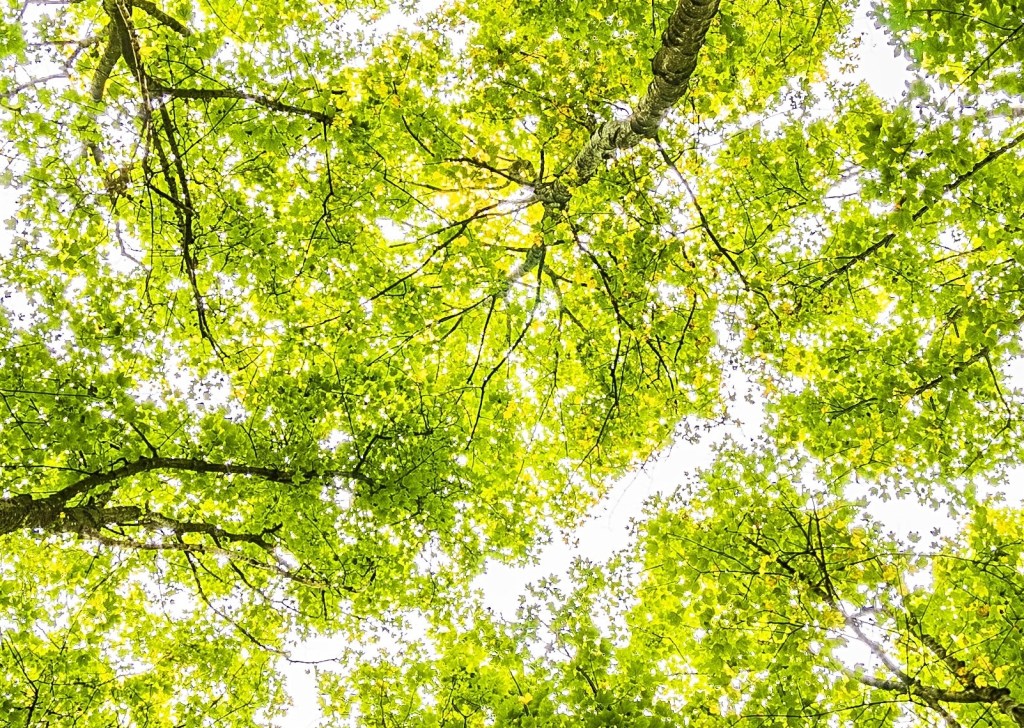 Natural Climate Solutions: How 4 global companies leverage nature to tackle the climate crisis