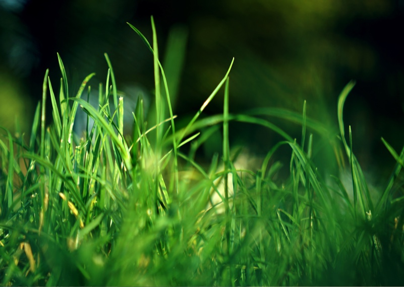 Bio-based carbon-negative insulation made from&nbsp;grass